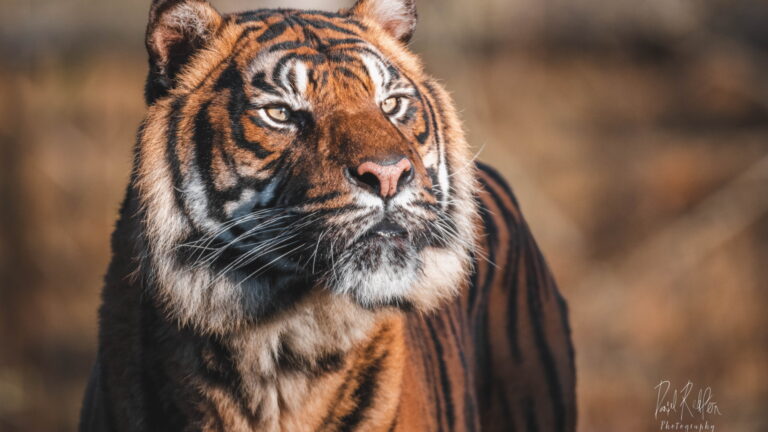 Flamingo Land Tiger Close Up 768x432
